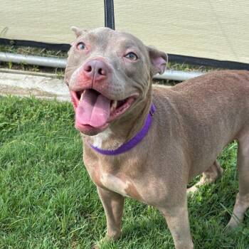 Rescue Pit Bull Terrier Dogs for Adoption in Eagle, Idaho - Marbles **Courtesy Post. Out Of Town Pet. See Below For Details* | PetCurious