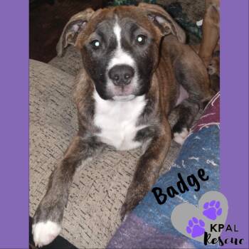 Mixed Breed Dogs Available for Adoption - Badge - Cops & Robbers Litter | PetCurious