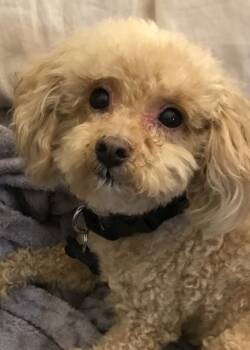 Rescue Poodle and Bichon Frise Dogs for Adoption in Omaha, Nebraska - Poo-chon - Budderific - Special Needs | PetCurious