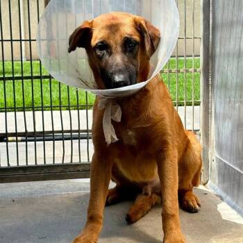 MALONE -  Belgian Shepherd Malinois and Mixed Breed Dog for Adoption in Camarillo, California - MALONE | PetCurious