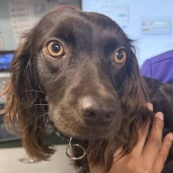 Darla -  Spaniel Dog for Adoption in Briarcliff Manor, New York - Darla | PetCurious