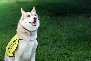 Siberian Husky Dogs Available for Adoption in Walnut Creek, California - Kailey | PetCurious