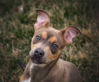 Pit Bull Terrier and Shepherd Dogs Available for Adoption - Stormy | PetCurious