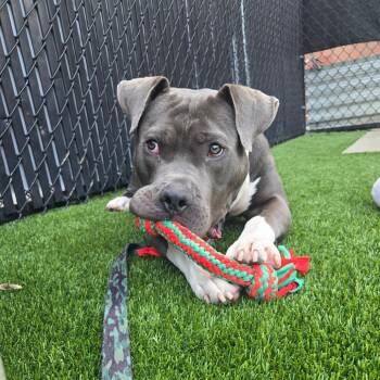 Gnathan -  Mixed Breed Dog for Adoption in Pittsburgh, Pennsylvania - Gnathan | PetCurious