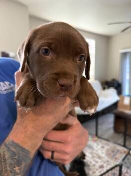 Labrador Retriever Dogs Available for Adoption in Penryn, California - Mrs. Howell Aka Lovely | PetCurious