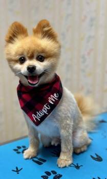 Teddy Bear -  Pomeranian Dog for Adoption in San Jose, California - Teddy Bear | PetCurious
