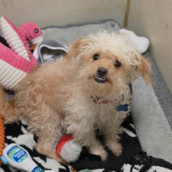 Esmeralda- Chino Hills Location -  Poodle and Terrier Dog for Adoption in Chino Hills, California - Esmeralda- Chino Hills Location | PetCurious