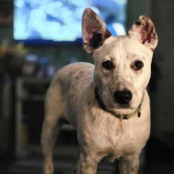 Jingle -  Australian Cattle Dog Blue Heeler Dog for Adoption in Baytown, Texas - Jingle | PetCurious