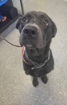 Knicks -  Black Labrador Retriever Dog for Adoption in Watertown, New York - Knicks | PetCurious