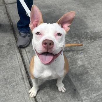 Daisy -  Mixed Breed Dog for Adoption in Bangall, New York - Daisy | PetCurious