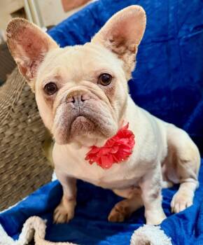 Noelle -  French Bulldog Dog for Adoption in Lodi, California - Noelle | PetCurious