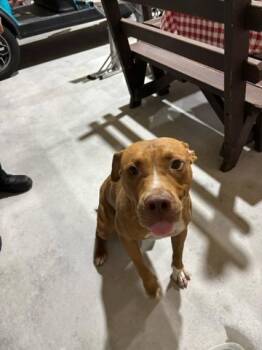 SNICKER DOODLE -  Mixed Breed Dog for Adoption in West Palm Beach, Florida - SNICKER DOODLE | PetCurious