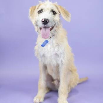 Milo -  Terrier and Mixed Breed Dog for Adoption in Portland, Oregon - Milo | PetCurious