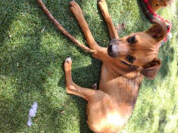 Miniature Pinscher and Chihuahua Dogs Available for Adoption - Christopher  | PetCurious