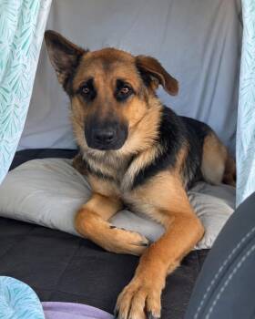 German Shepherd Dog Dogs Available for Adoption - Bristol | PetCurious