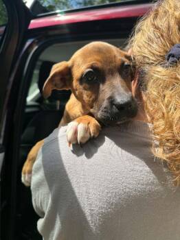 Donna (AVAILABLE 6/16) -  Boxer and Mixed Breed Dog for Adoption in Leverett, Massachusetts - Donna (AVAILABLE 6/16) | PetCurious