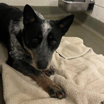 Australian Cattle Dog Blue Heeler Dogs Available for Adoption - 70084 | PetCurious