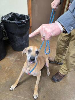 Audrey -  Black And Tan Coonhound and Black Mouth Cur Dog Available for Adoption in Junction, Texas - Audrey | PetCurious