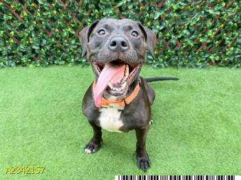 LUNA -  Mixed Breed Dog for Adoption in West Palm Beach, Florida - LUNA | PetCurious