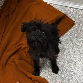 Clara -  Mixed Breed Dog for Adoption in Oak Brook, Illinois - Clara | PetCurious