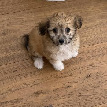 Elowen -  Maltipoo Dog for Adoption in San Diego, California - Elowen | PetCurious