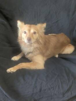 Corvo -  Pomeranian Dog for Adoption in Oakland, California - Corvo | PetCurious
