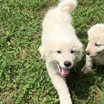 FELIX (GPP5) -  Great Pyrenees Dog for Adoption in Stuart, Virginia - FELIX (GPP5) | PetCurious