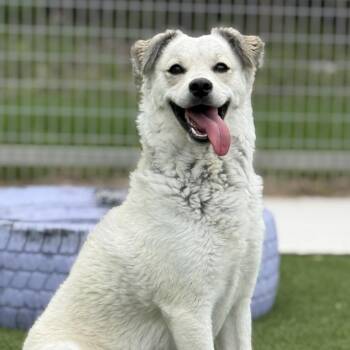 Yuka -  Eskimo Dog Dog for Adoption in Hondo, Texas - Yuka | PetCurious
