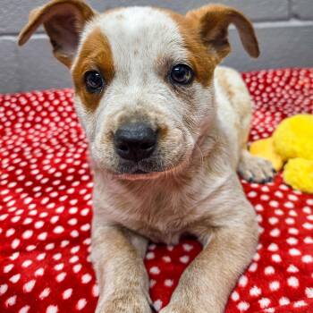Australian Cattle Dog Blue Heeler Dogs Available for Adoption - Freckles | PetCurious