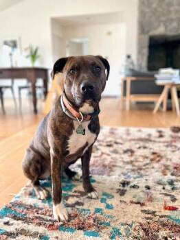 Petunia -  Mixed Breed and Black Mouth Cur Dog for Adoption in New York, New York - Petunia | PetCurious