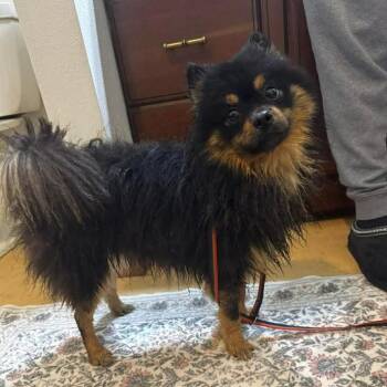 Pomeranian Dogs Available for Adoption in East Peoria, Illinois - Max | PetCurious