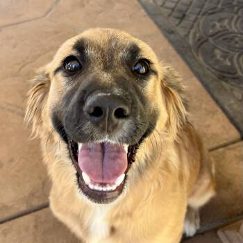 Daisy -  Golden Retriever and Shepherd Dog for Adoption in Lancaster, California - Daisy | PetCurious