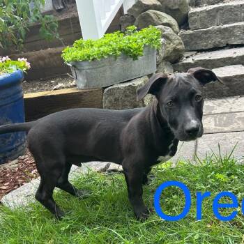 Oreo -  Mixed Breed Dog for Adoption in Pleasant Valley, New York - Oreo | PetCurious