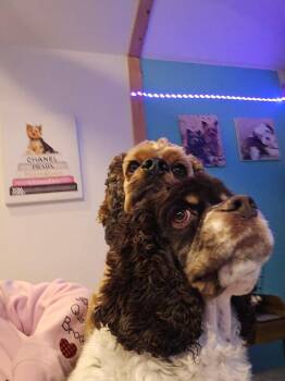 Cash (Bonded Pair with Posey) -  Cocker Spaniel Dog for Adoption in Westwood, New Jersey - Cash (Bonded Pair With Posey) | PetCurious