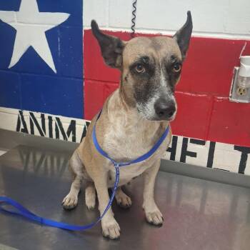 Rosemary -  Mixed Breed Dog for Adoption in Lufkin, Texas - Rosemary | PetCurious