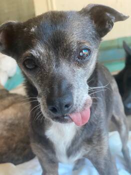Rescue Chihuahua Dogs for Adoption in Newport Beach, California - Blanche | PetCurious