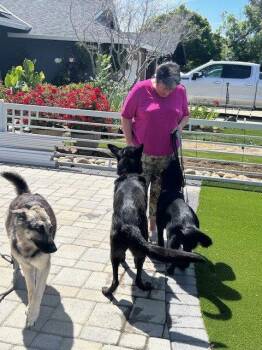 German Shepherd Dog Dogs Available for Adoption in Cupertino, California - Charley | PetCurious