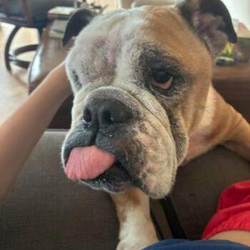 Griffs -  English Bulldog Dog for Adoption in Austin, Texas - Griffs | PetCurious