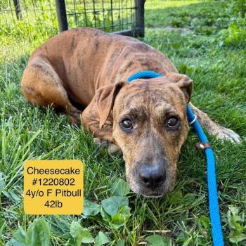 Rescue Pit Bull Terrier and Mixed Breed Dogs for Adoption in Saint Joseph, Missouri - Cheesecake P4P | PetCurious