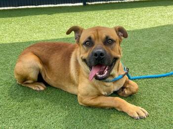 INDIANA -  Mastiff and Mixed Breed Dog for Adoption in Tustin, California - INDIANA | PetCurious