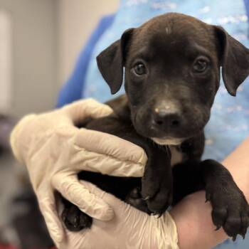 Mrs. Meyers -  Mixed Breed Dog for Adoption in Spokane, Washington - Mrs. Meyers | PetCurious