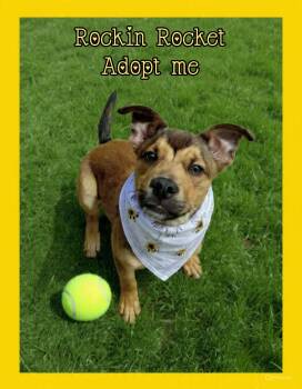 German Shepherd Dog and Pit Bull Terrier Dogs Available for Adoption in Grove, Oklahoma - Rocket | PetCurious