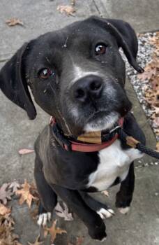 Rescue Mixed Breed Dogs for Adoption in Cincinnati, Ohio - Thane | PetCurious