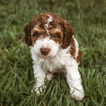 Urchin -  Poodle Dog for Adoption in Minneapolis, Minnesota - Urchin | PetCurious