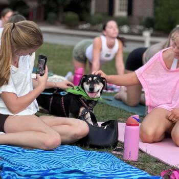 Lucy -  Beagle and Dachshund Dog for Adoption in Kimberlin Heights, Tennessee - Lucy | PetCurious