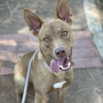 Brownie -  Cattle Dog and Mixed Breed Dog for Adoption in Riverside, California - Brownie | PetCurious