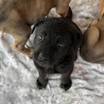 Mixed Breed Dogs Available for Adoption in Bentonville, Arkansas - Lava | PetCurious