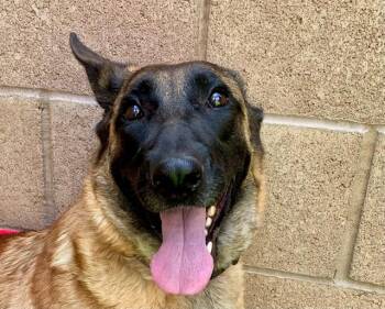 SAVE ME PLEASE Monkey - IDA545694 -  Belgian Shepherd Malinois Dog for Adoption in San Marcos, California - SAVE ME PLEASE Monkey - IDA545694 | PetCurious