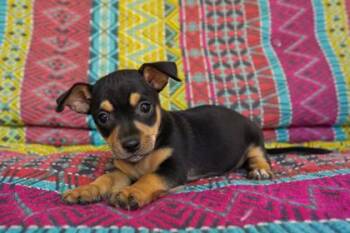 June -  Chihuahua and Mixed Breed Dog for Adoption in San Antonio, Texas - June | PetCurious