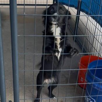 Michael -  Chihuahua Dog for Adoption in Lake Jackson, Texas - Michael | PetCurious